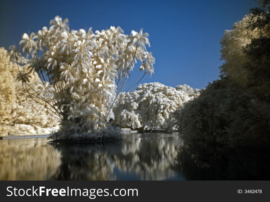 Infrared photo – tree and lake in the parks