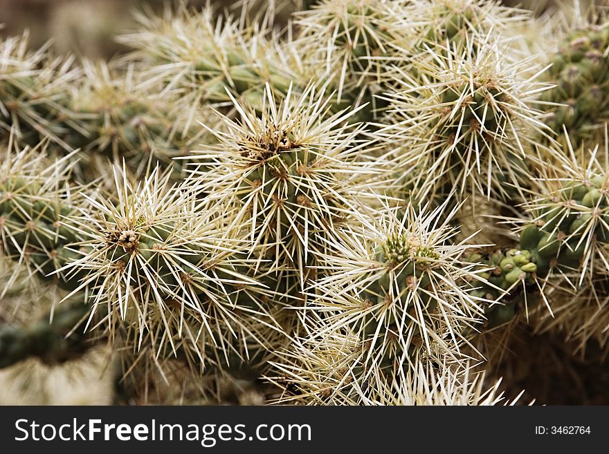 Cholla Cactus Close-Up