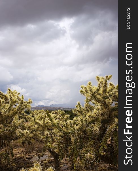 Cholla Cactus with Mountains in the Background on a Cloudy Day. Cholla Cactus with Mountains in the Background on a Cloudy Day
