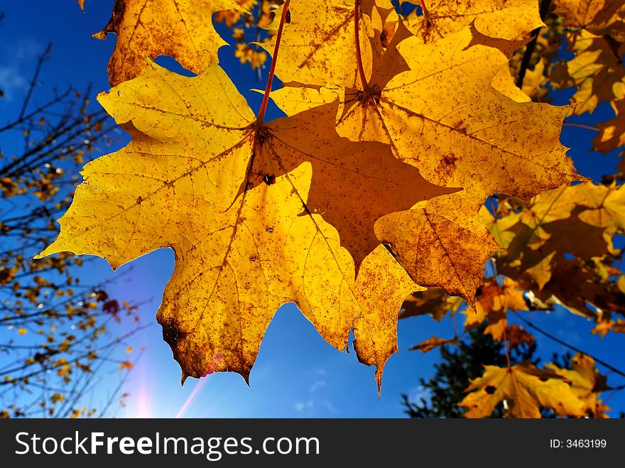 Beautiful yellow  maple leaves against blue-sky background. Beautiful yellow  maple leaves against blue-sky background