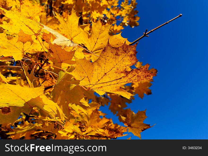 Beautiful yellow maple leaves against blue-sky background