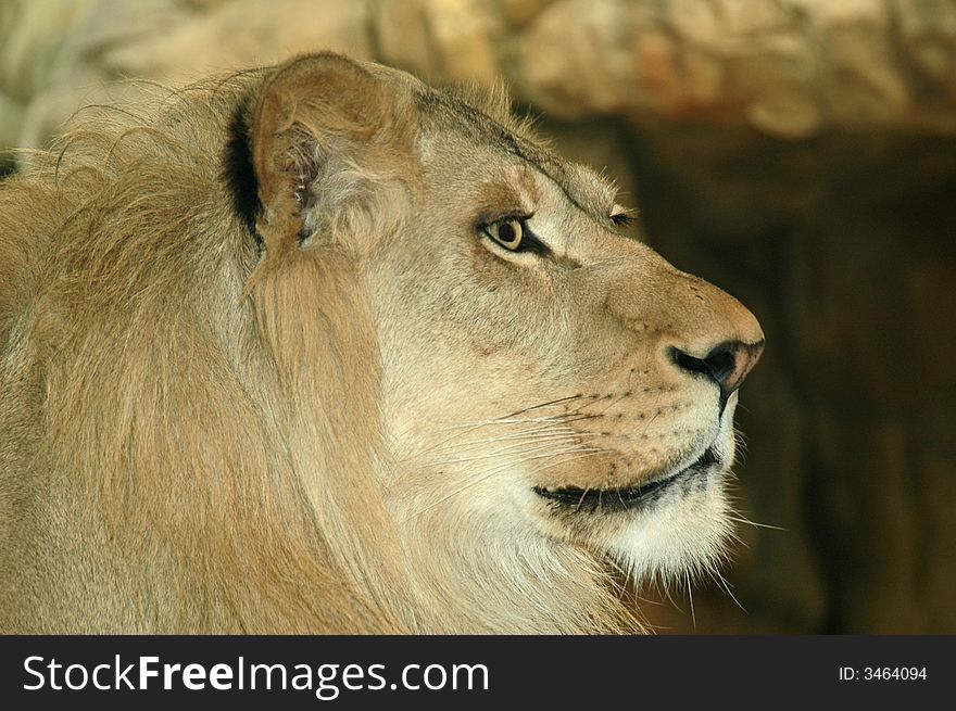 Lion sideview holding head up high.