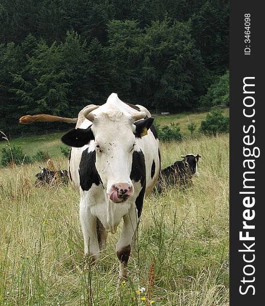 Photography of white and black coloured cow