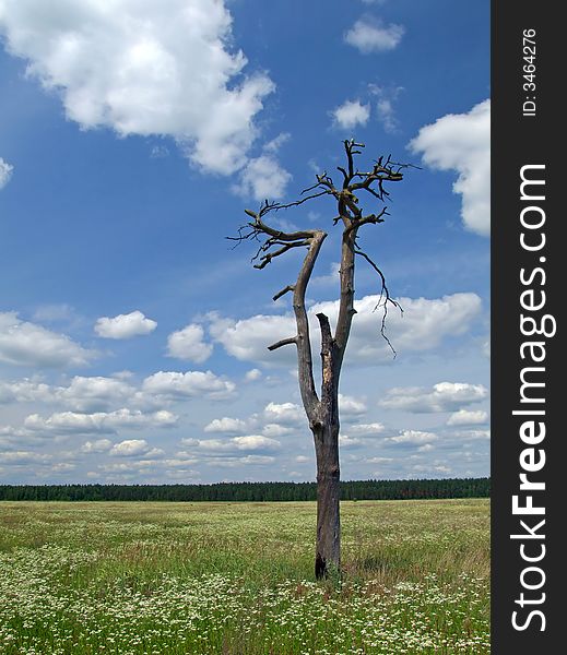 Withered tree on the green meadow under clouded sky. Withered tree on the green meadow under clouded sky