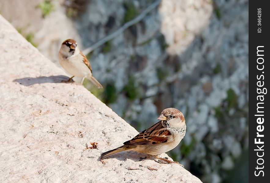 Two sparrows (from Sirmione, Lago di Garda, Italy)