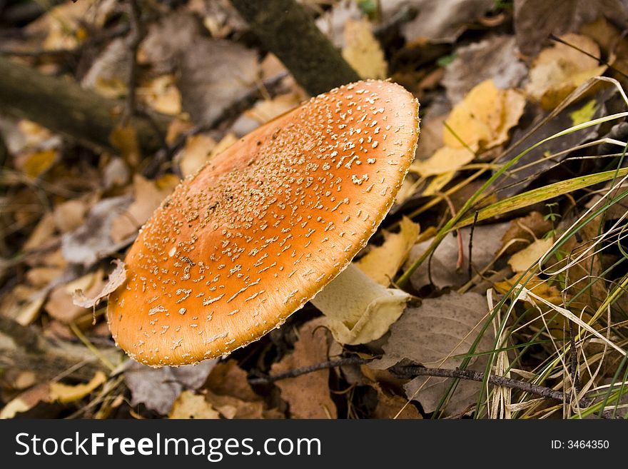 Orange mushroom in an autumn wood