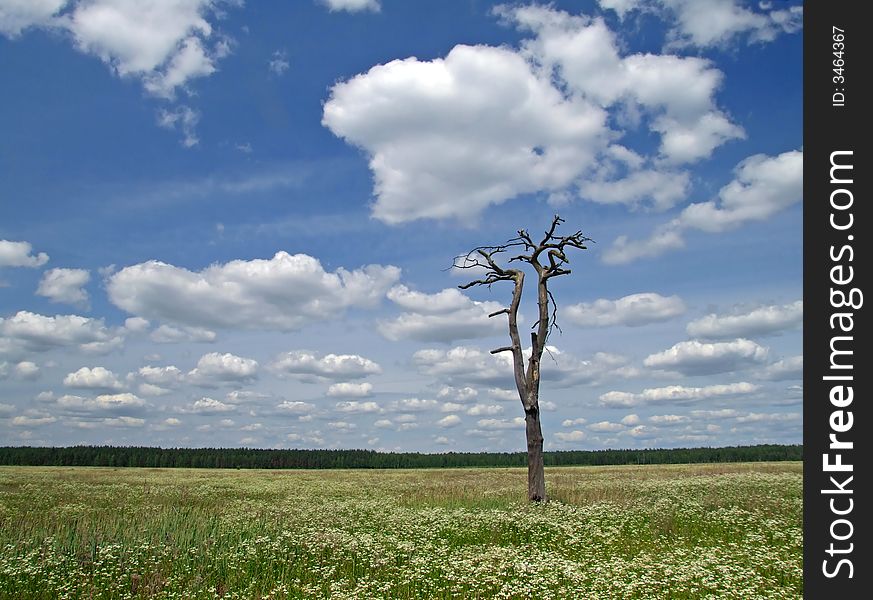 Meadow, Tree And Clouded Sky 3