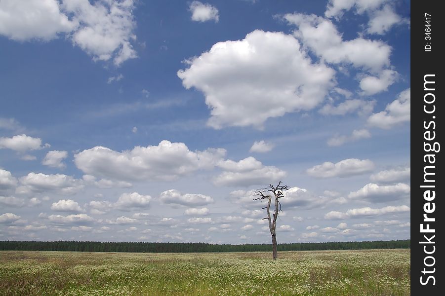 Meadow, tree and clouded sky 4