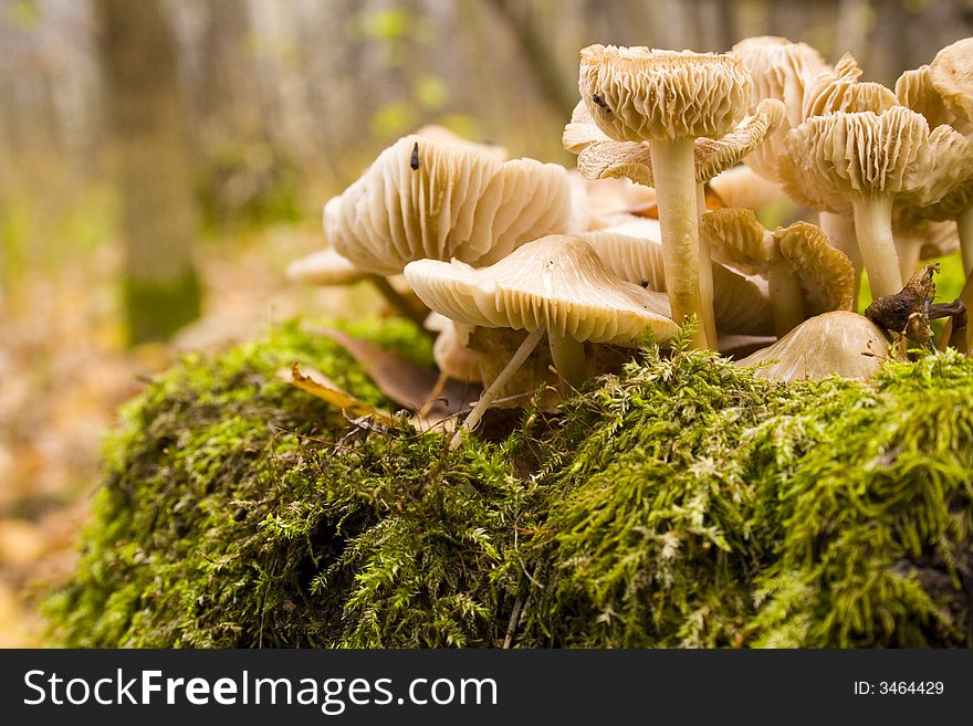 Some mushrooms on hemp in an autumn wood