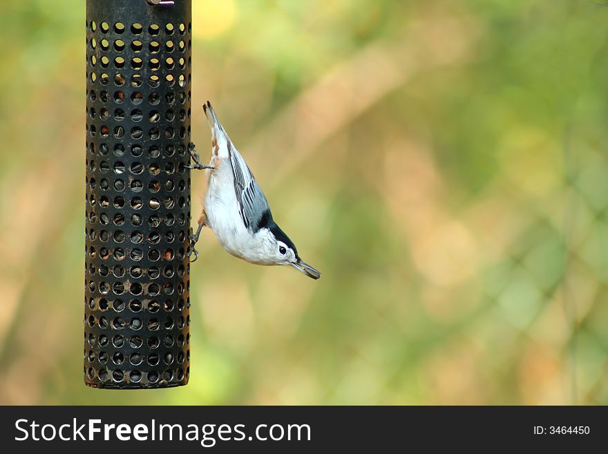 A White-breasted Nuthatch at a bird feeder
