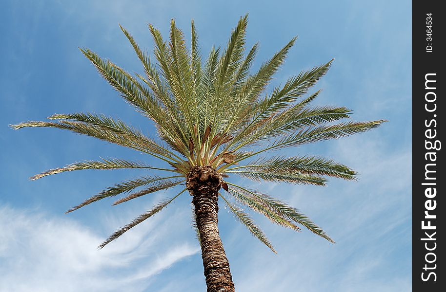 Palmtree against a blue sky