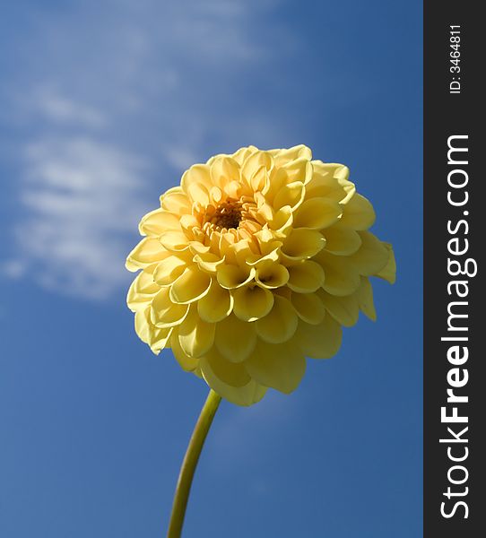 Bright yellow flower on a background of the blue sky