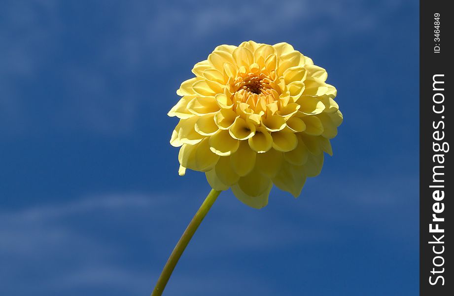 Bright yellow flower on a background of the blue sky. Bright yellow flower on a background of the blue sky