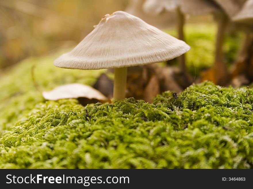 Some mushrooms on hemp in an autumn wood