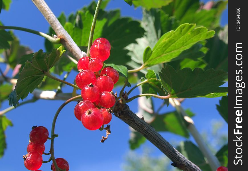 Juicy berries of a red currant on a background of the blue sky