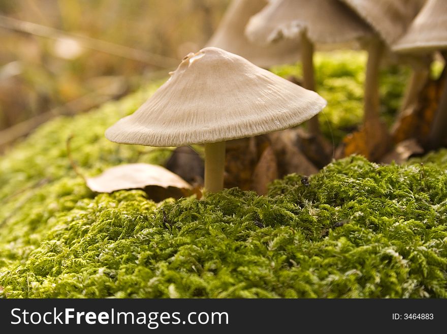 Some mushrooms on hemp in an autumn wood