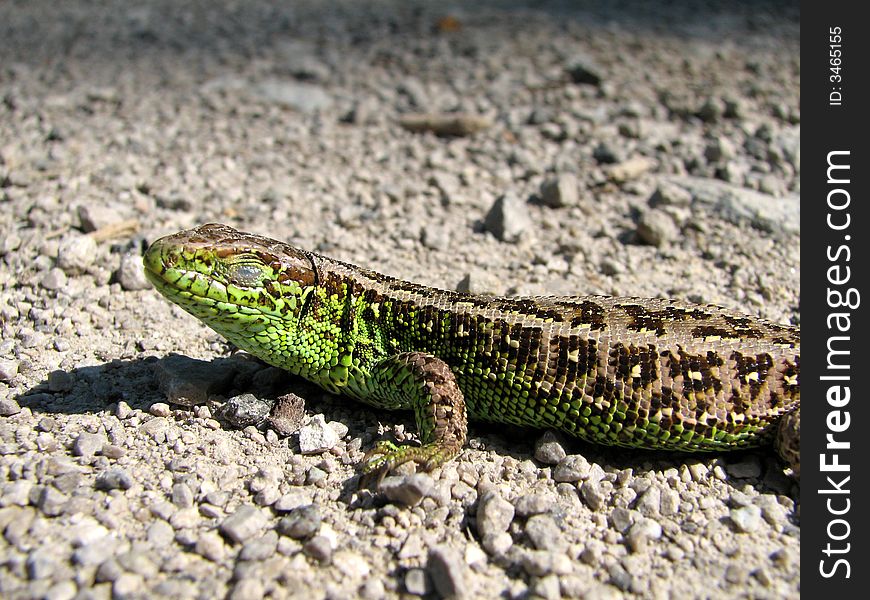 Lizard on road in summer