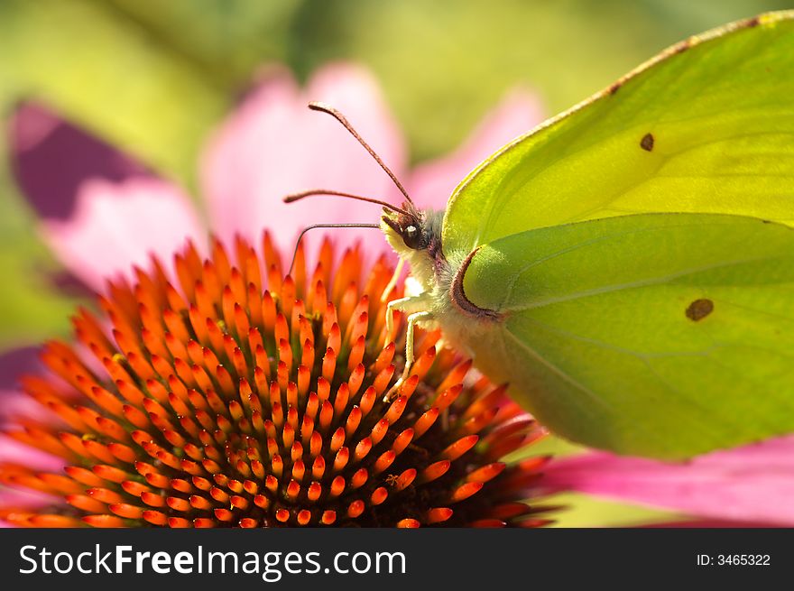 Butterfly on flower background texture