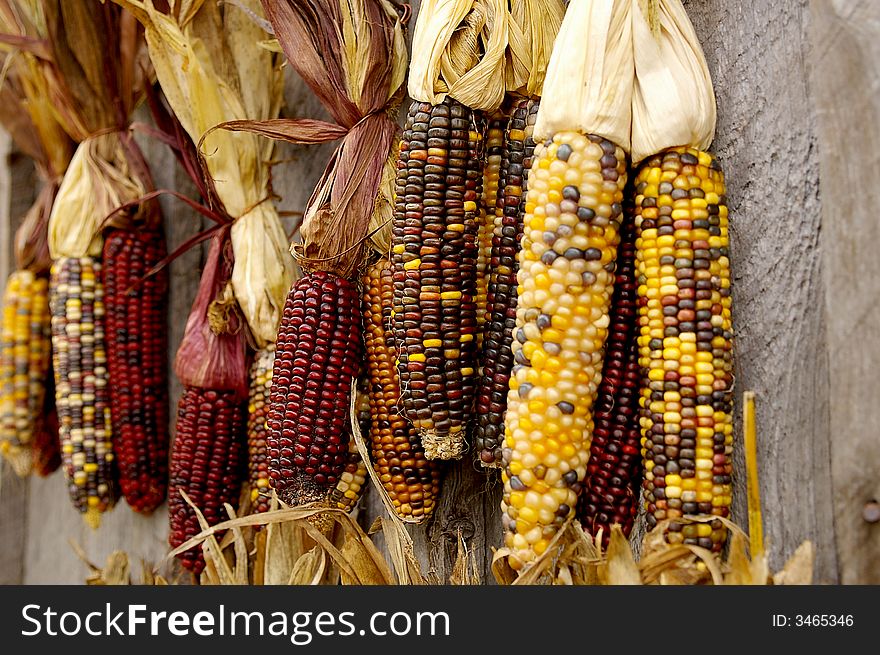 Hanging Indian corn on the cob