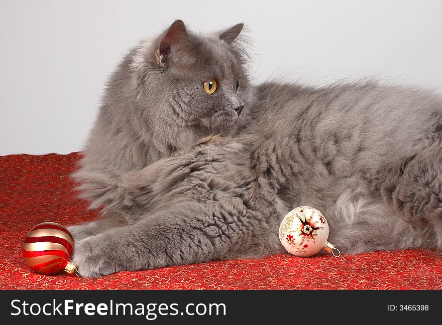 Christmas time with cat and christmas decoration