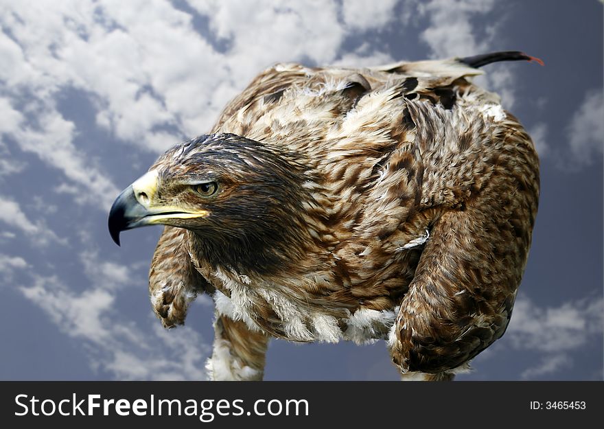 It is a yellow-beaked nestling of a bird of prey, the Caucasian mountains. It is a yellow-beaked nestling of a bird of prey, the Caucasian mountains