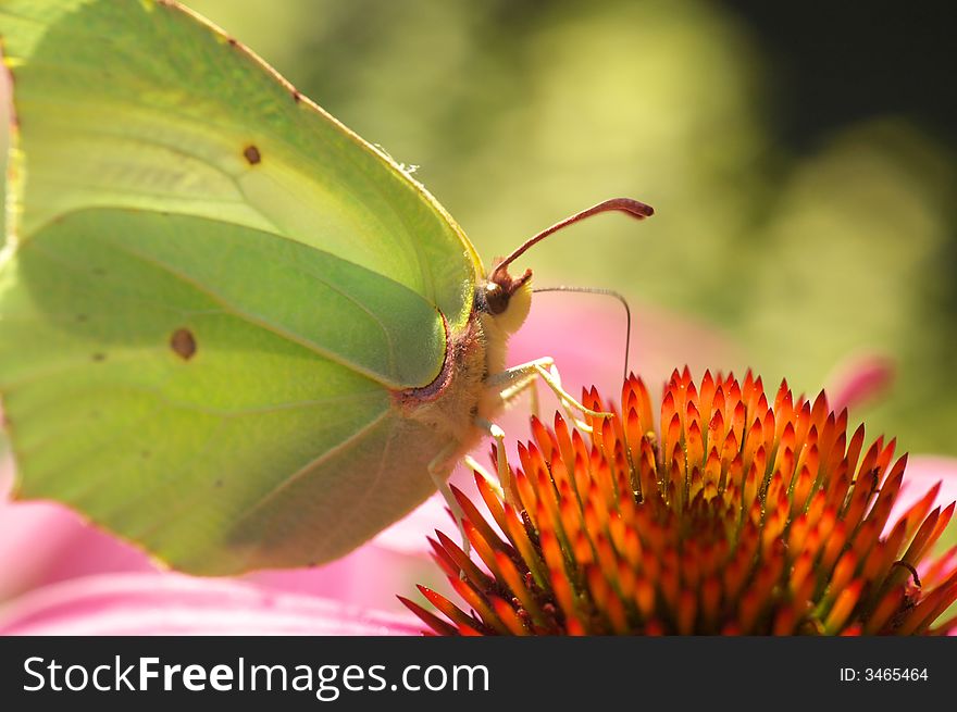 Butterfly On Flower