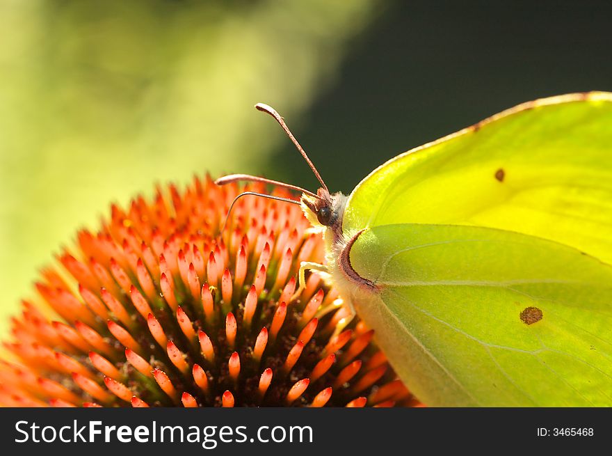 Butterfly on flower background texture