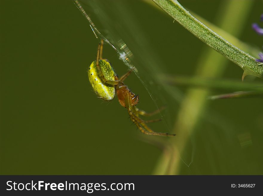 Green and brown Spider in a web. Green and brown Spider in a web.