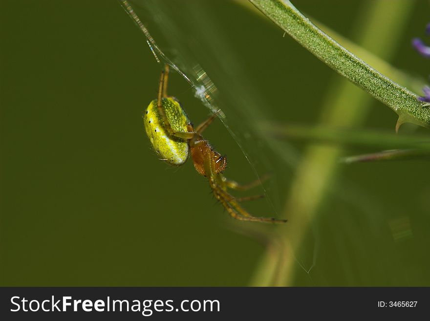 Crab Spider (Thomisidae)