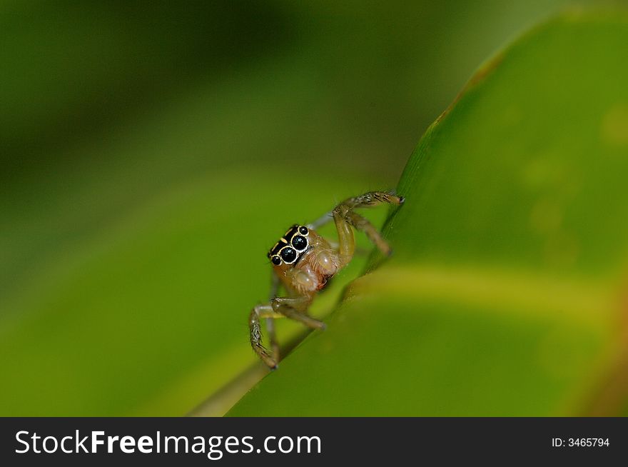 Face of spider close up macro. Face of spider close up macro.