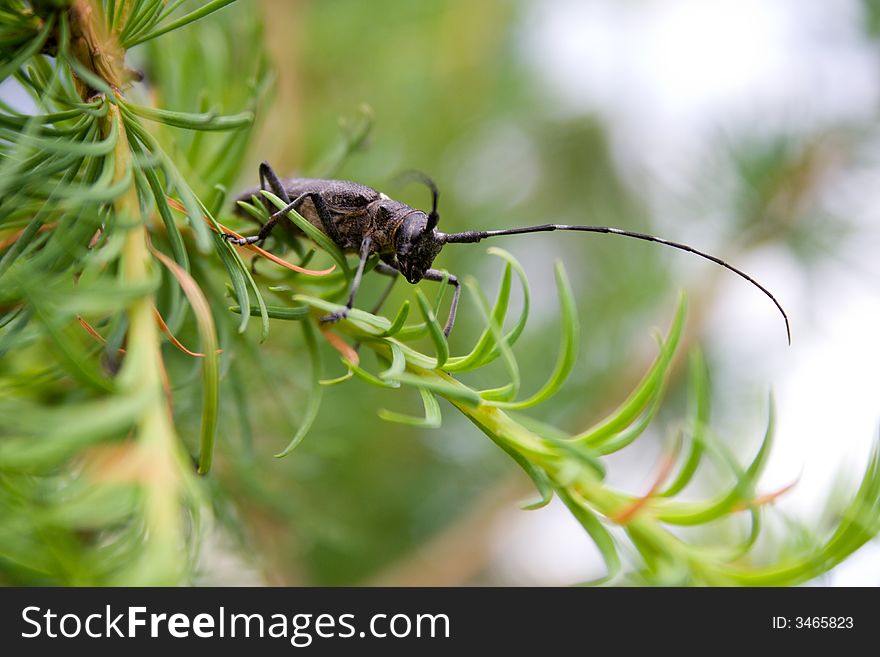 Beetle with lengthy feelers