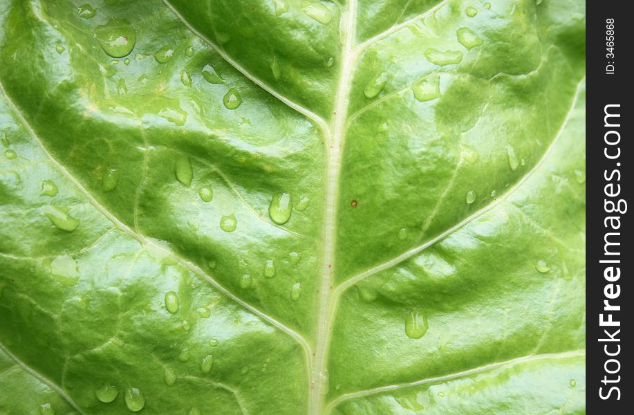 Real natural green texture from the leaf. Real natural green texture from the leaf