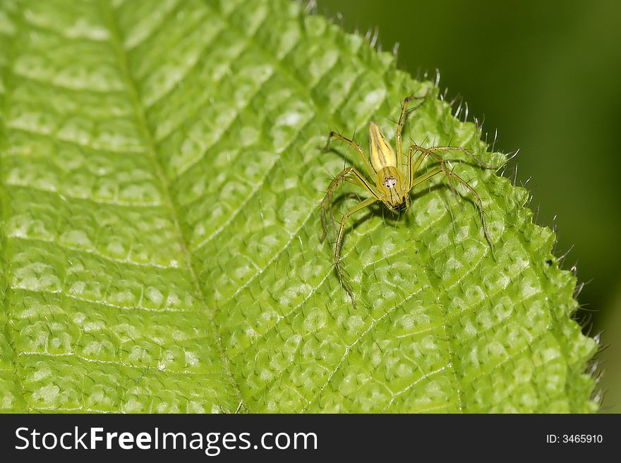 Lynx spider looking for food.