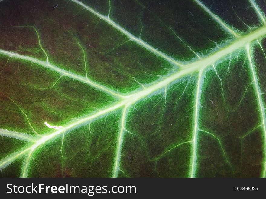 Leaf texture