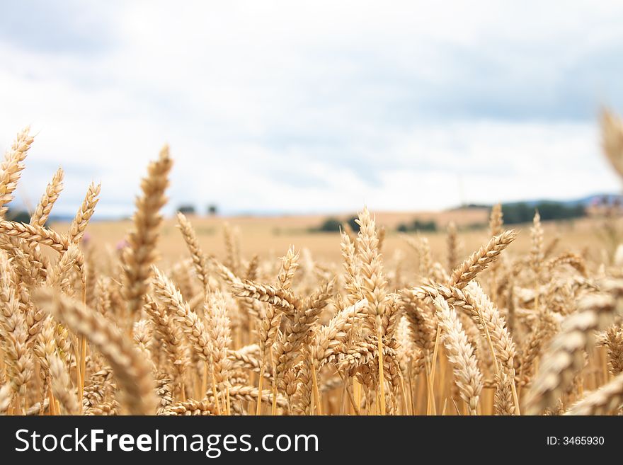 Golden corn and blue sky - typical czech country