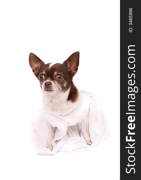 Chihuahua in the white clothes on the white background