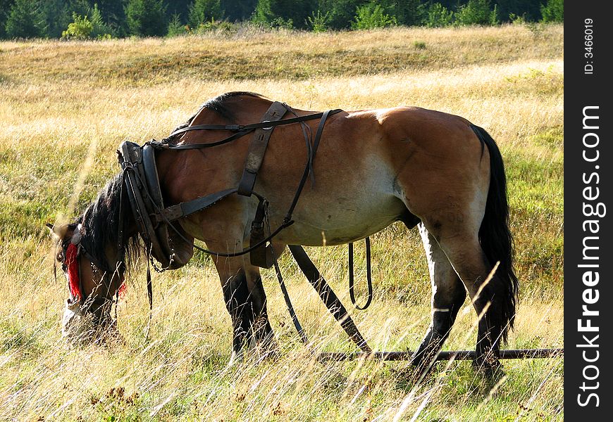 Horse in a meadow