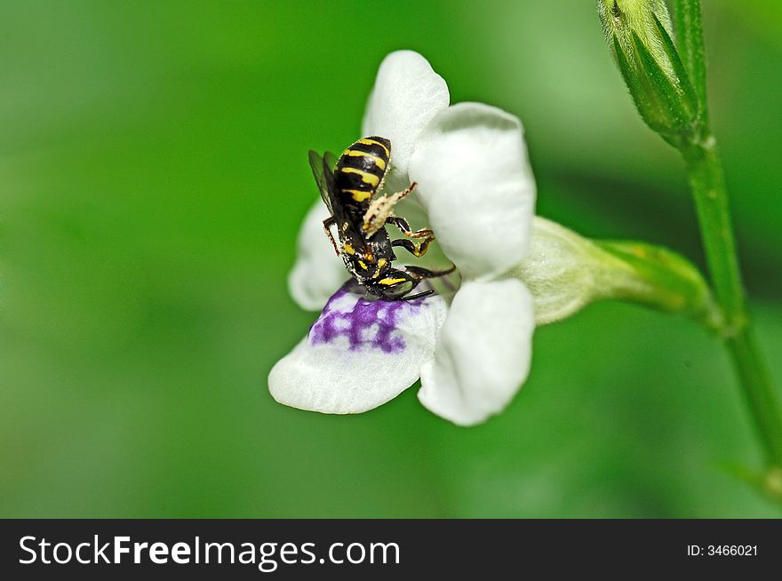 Carpenter bee looking for nectar white flower