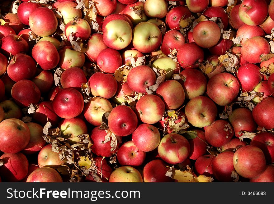 Ida Red apples in the Autumn sun
