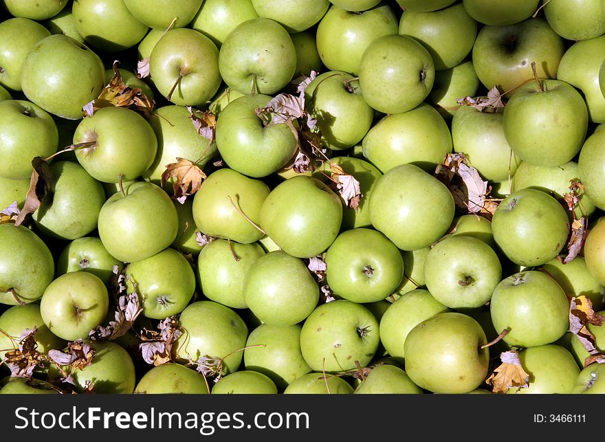 Granny Smith apples in the Autumn sun