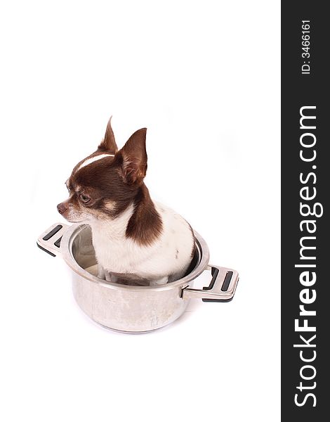 Chihuahua in the pan  on the white background