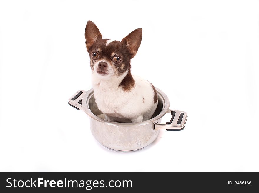 Chihuahua in the pot  on the white background