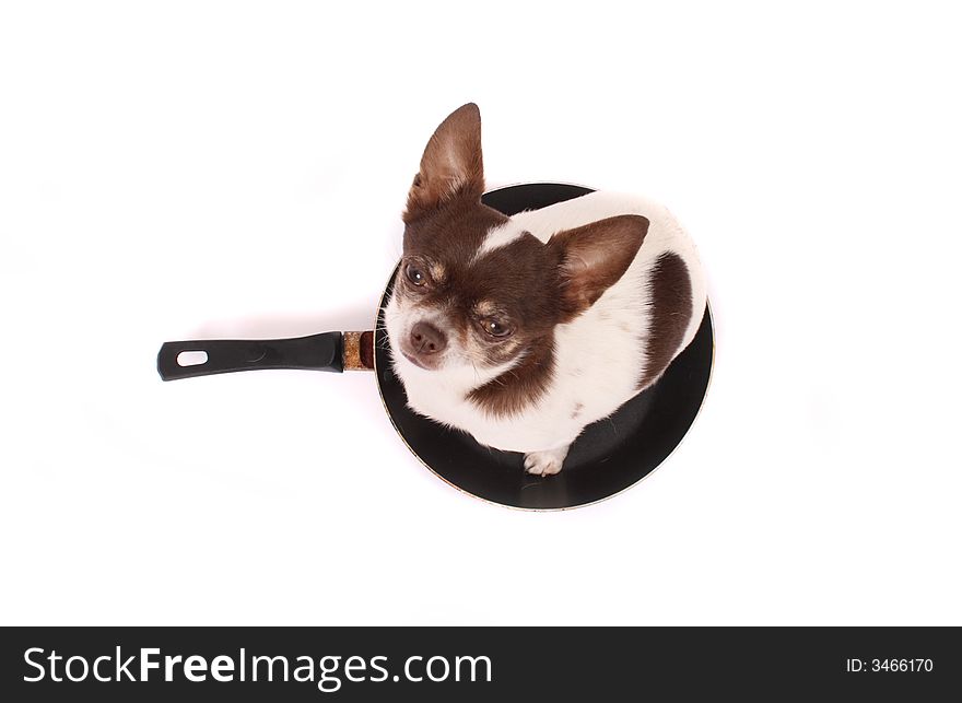 Chihuahua in the pan  on the white background
