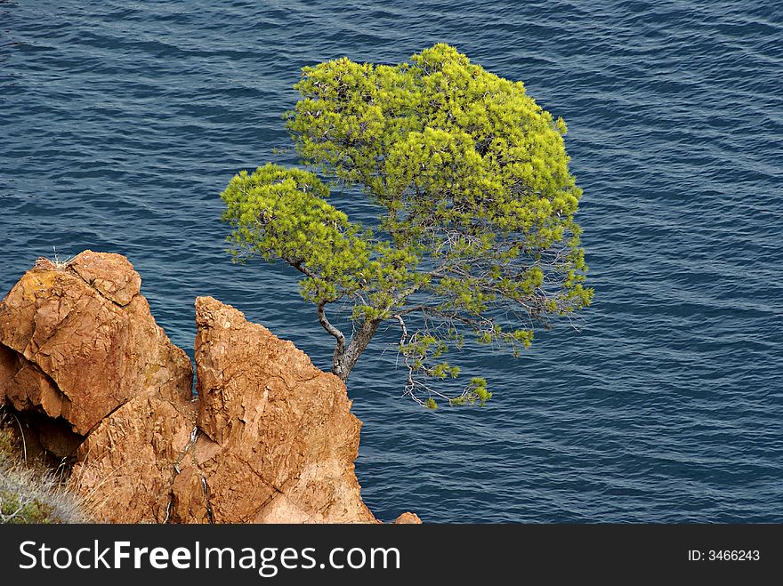 A pin tree over the mediterranean sea in Provence
(Esterel- French Riviera)