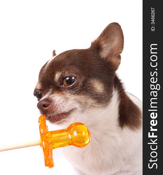 Chihuahua and lollipop on the white background
