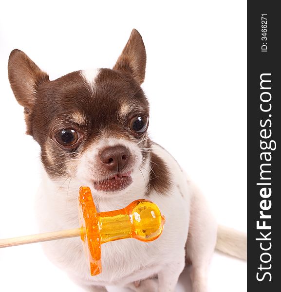 Chihuahua and lollipop on the white background