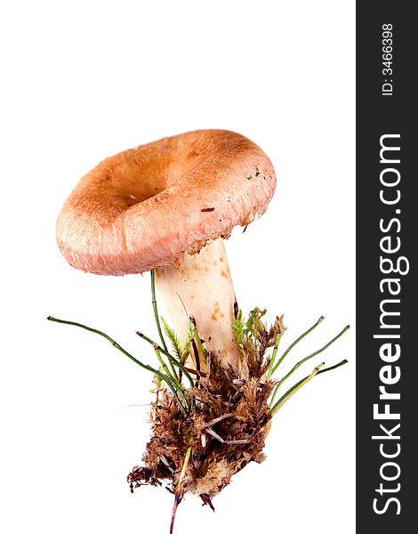 Pink agaric mushroom