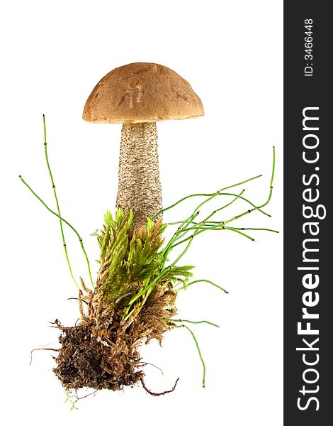 Brown cap Mushroom