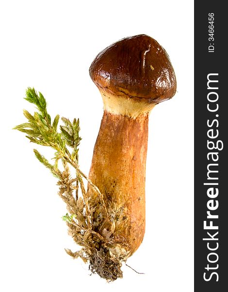 Boletus luteus - slippery. Eatable mushroom, very delicious. Isolated on white.