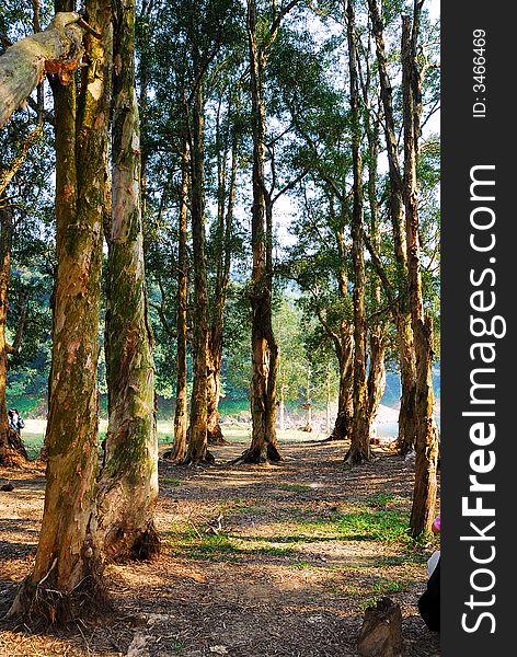 The reservoir in Hong Kong Shing Mun Country Park